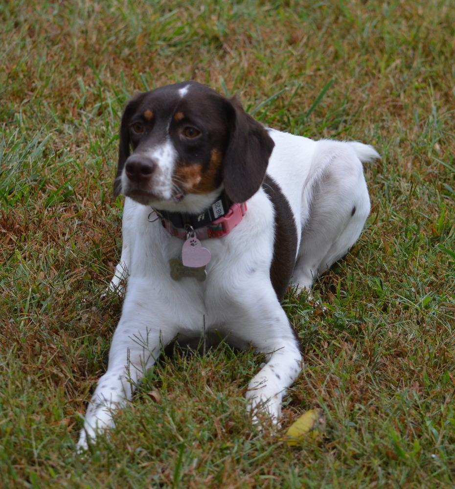 Available for Adoption - Lacta (located in USA), a Adoptable mixed breed in Des Moines, IA image 1/2