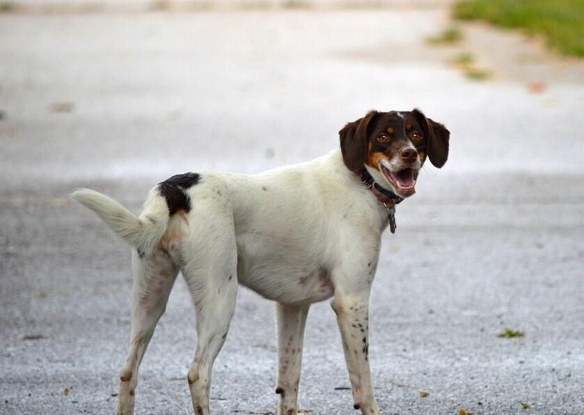 Enlarge Available for Adoption - Lacta (IA, USA), a Adoptable mixed breed in Des Moines, IA image 2/6