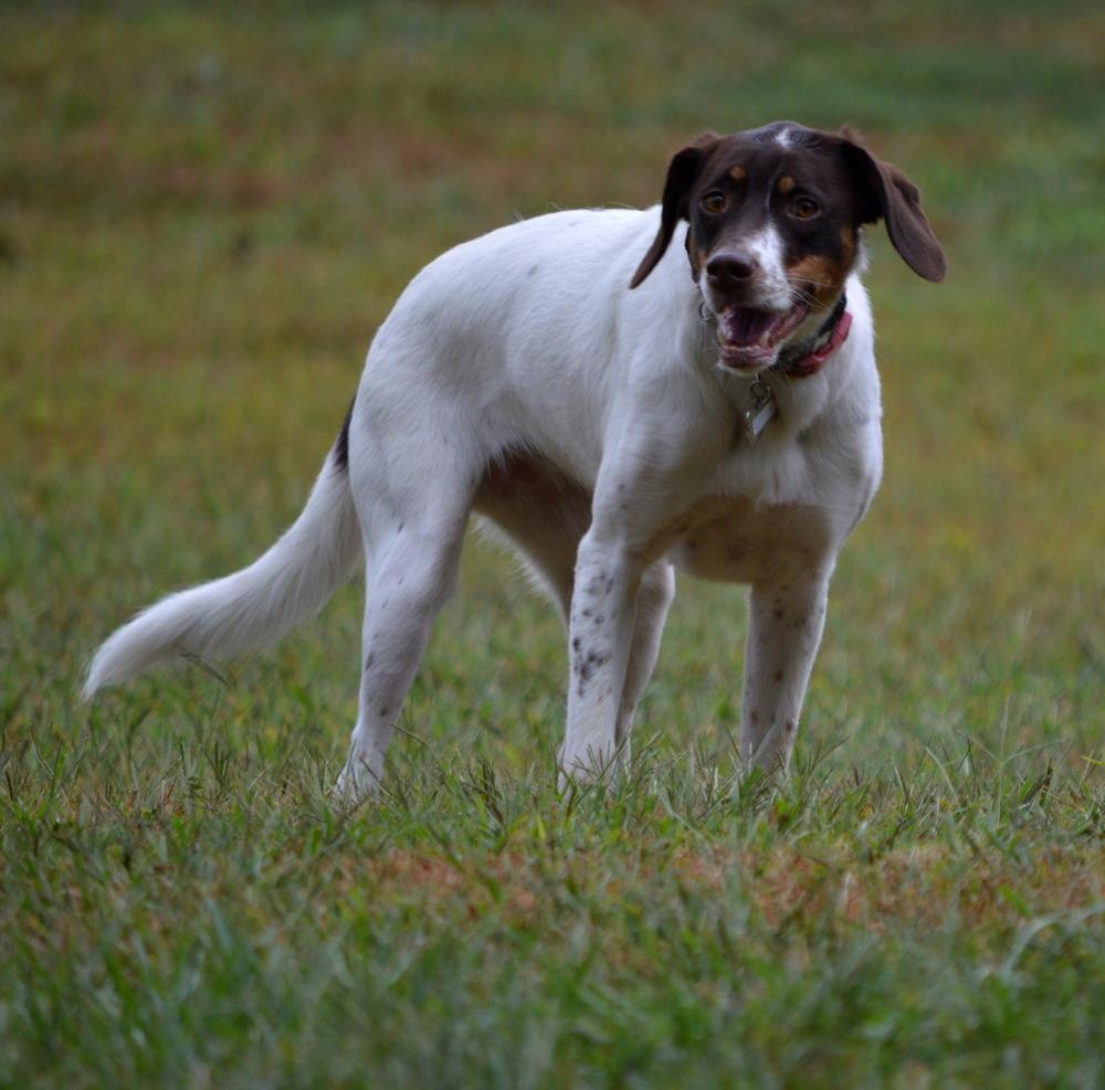 Enlarge Available for Adoption - Lacta (IA, USA), a Adoptable mixed breed in Des Moines, IA image 3/6