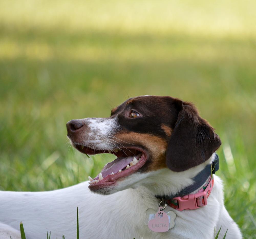 Enlarge Available for Adoption - Lacta (IA, USA), a Adoptable mixed breed in Des Moines, IA image 4/6