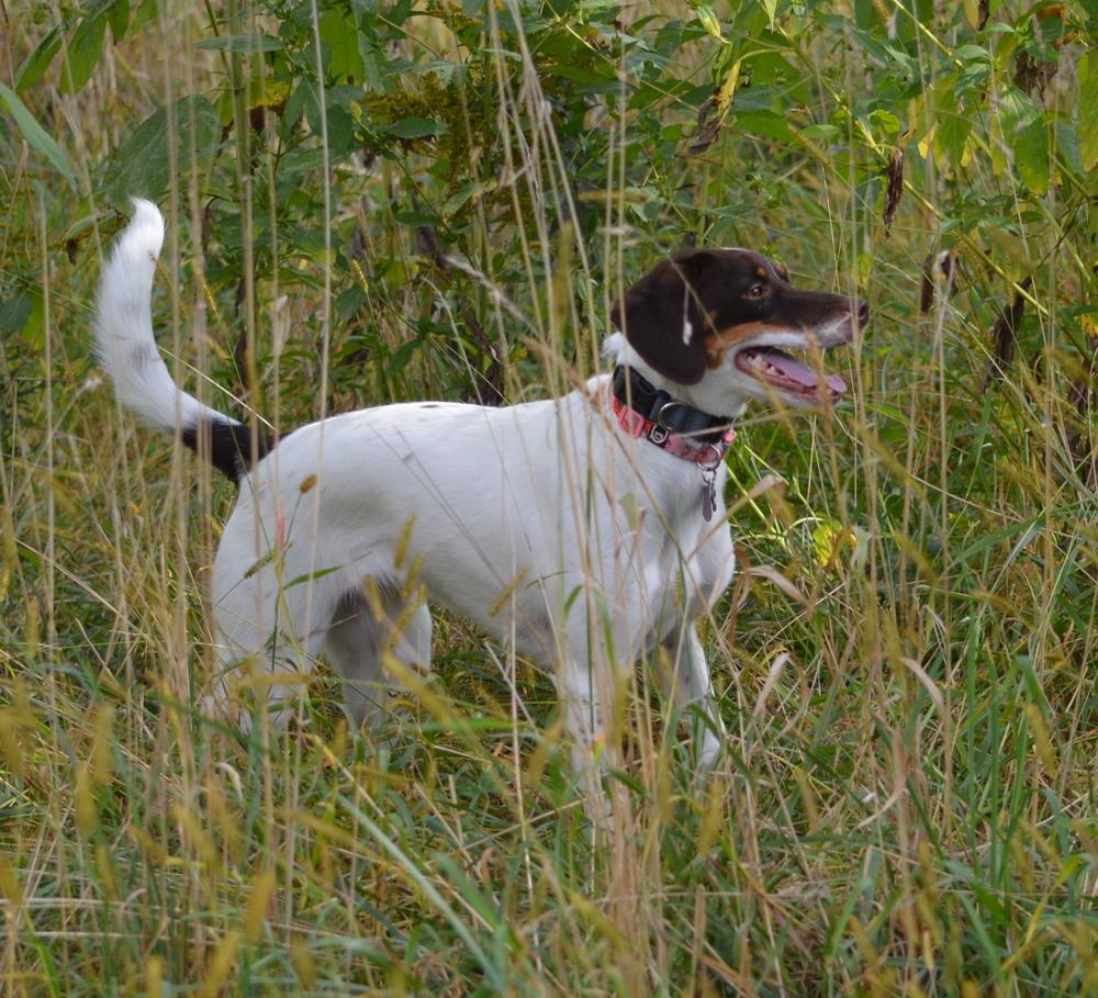 Available for Adoption - Lacta (located in USA), a Adoptable mixed breed in Des Moines, IA image 2/2