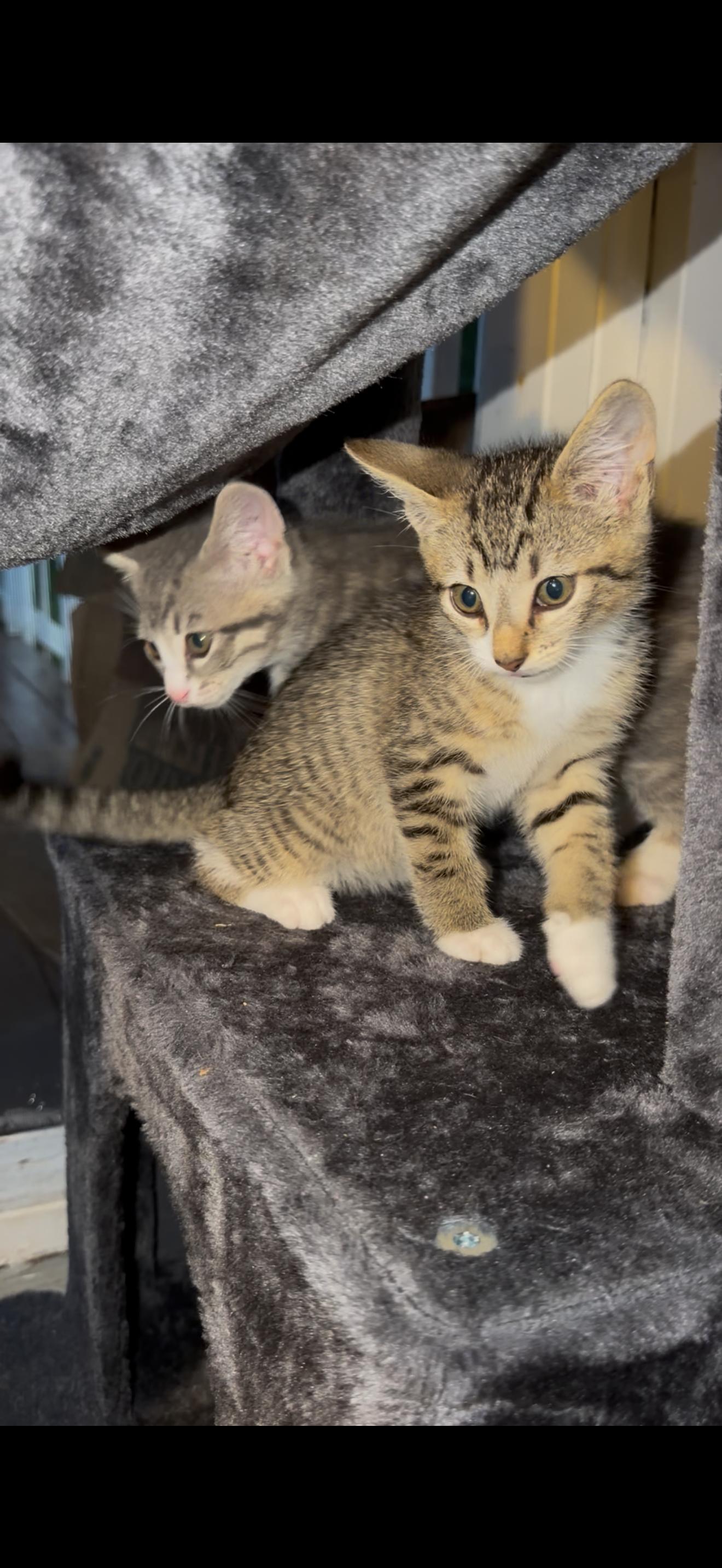 Enlarge Oregano, a Adoptable American Shorthair in Lancaster, SC image 2/4
