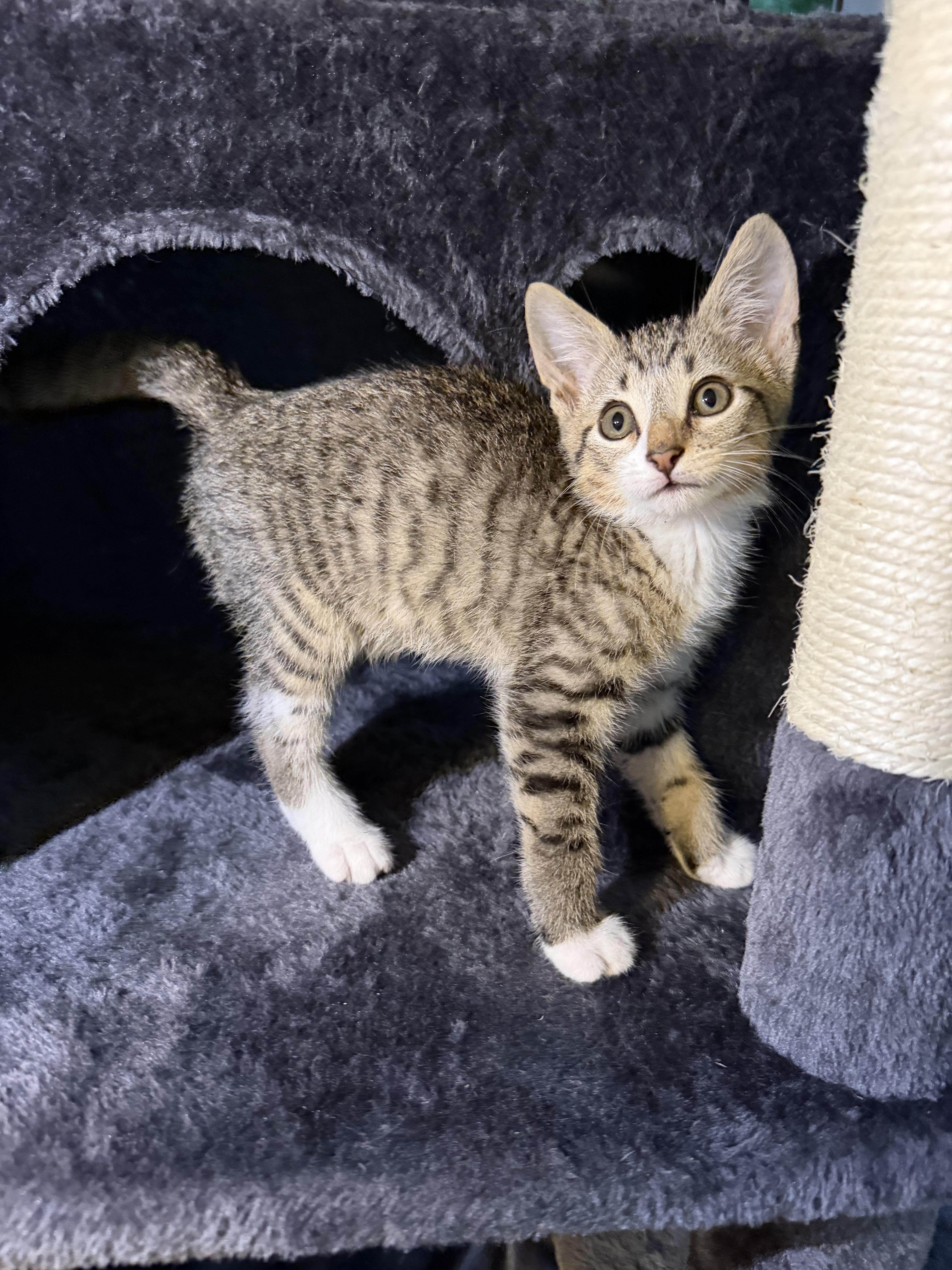 Enlarge Oregano, a Adoptable American Shorthair in Lancaster, SC image 1/4