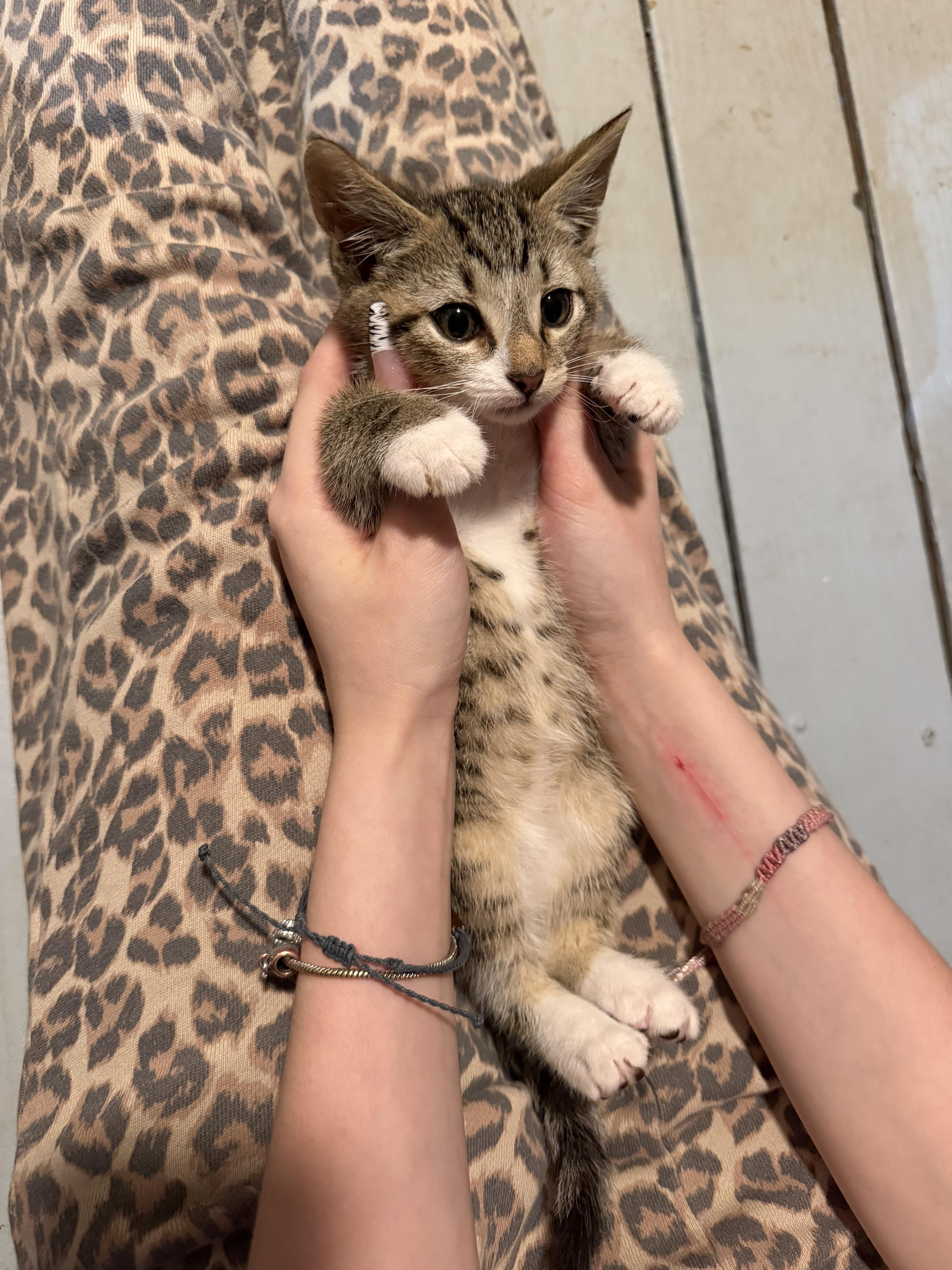 Enlarge Oregano, a Adoptable American Shorthair in Lancaster, SC image 3/4