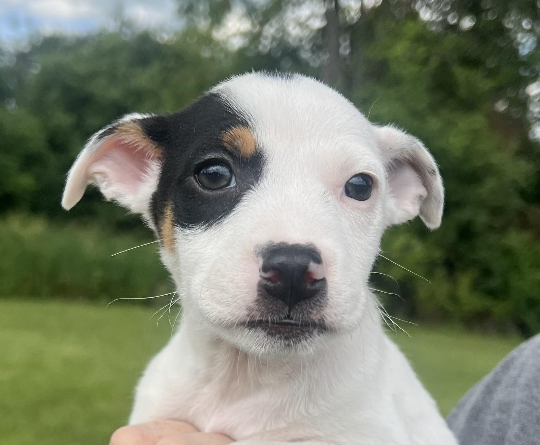 BELLATRIX, an adopted mixed breed in Belmont, NY image 2/2