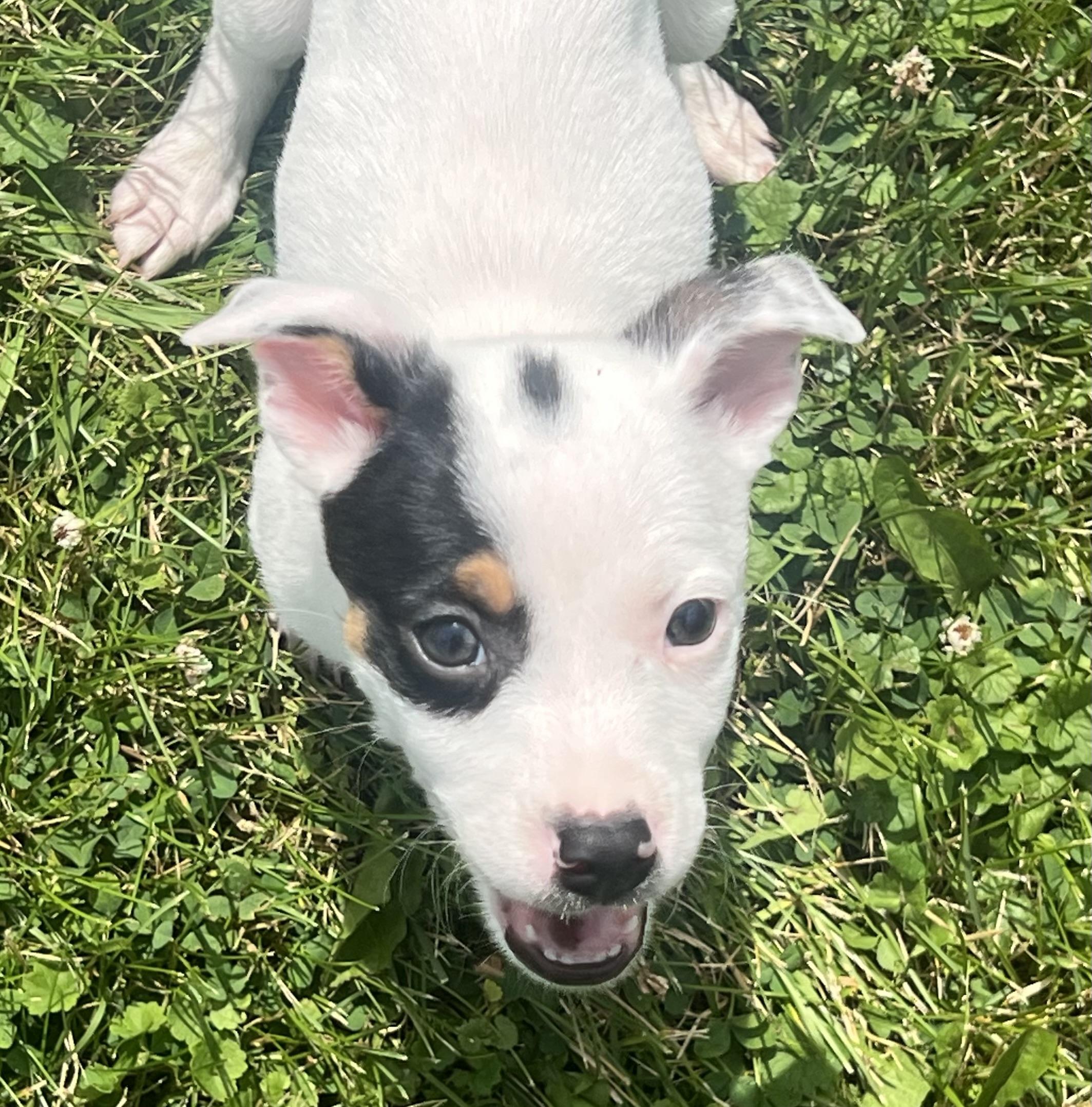 BELLATRIX, an adopted mixed breed in Belmont, NY image 1/2