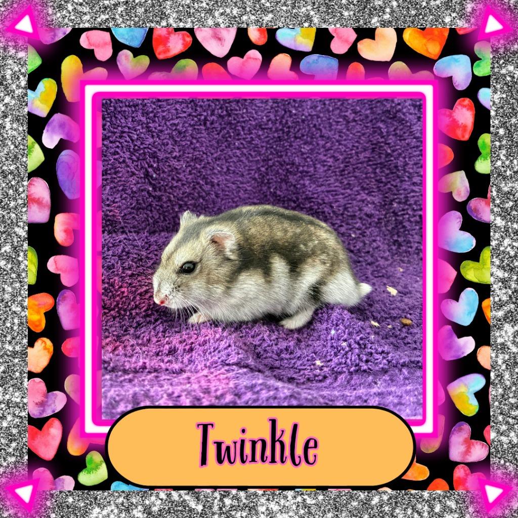 Enlarge Twinkle, a Adoptable Hamster in Elizabethtown, KY image 1/6