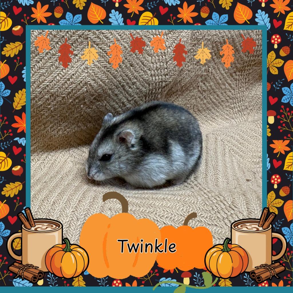 Twinkle, Adoptable, Young Female Hamster.