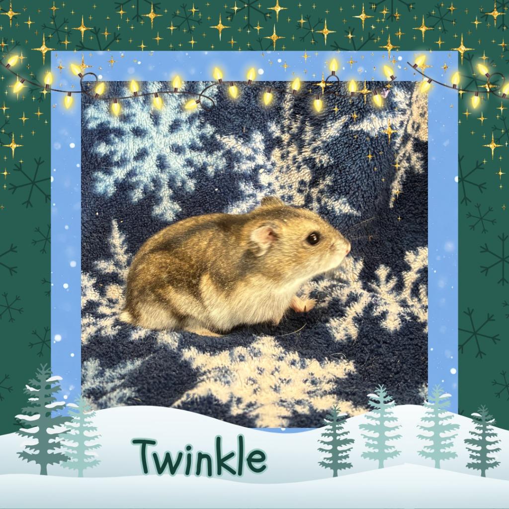 Enlarge Twinkle, a Adoptable Hamster in Elizabethtown, KY image 4/6