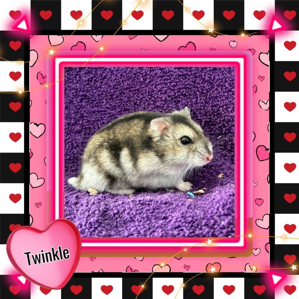 Enlarge Twinkle, a Adoptable Hamster in Elizabethtown, KY image 5/6