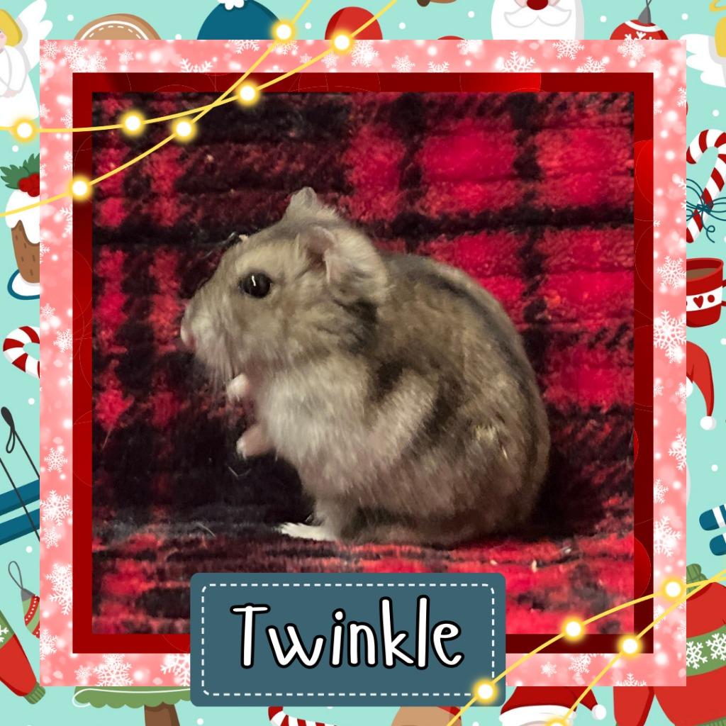 Enlarge Twinkle, a Adoptable Hamster in Elizabethtown, KY image 2/2