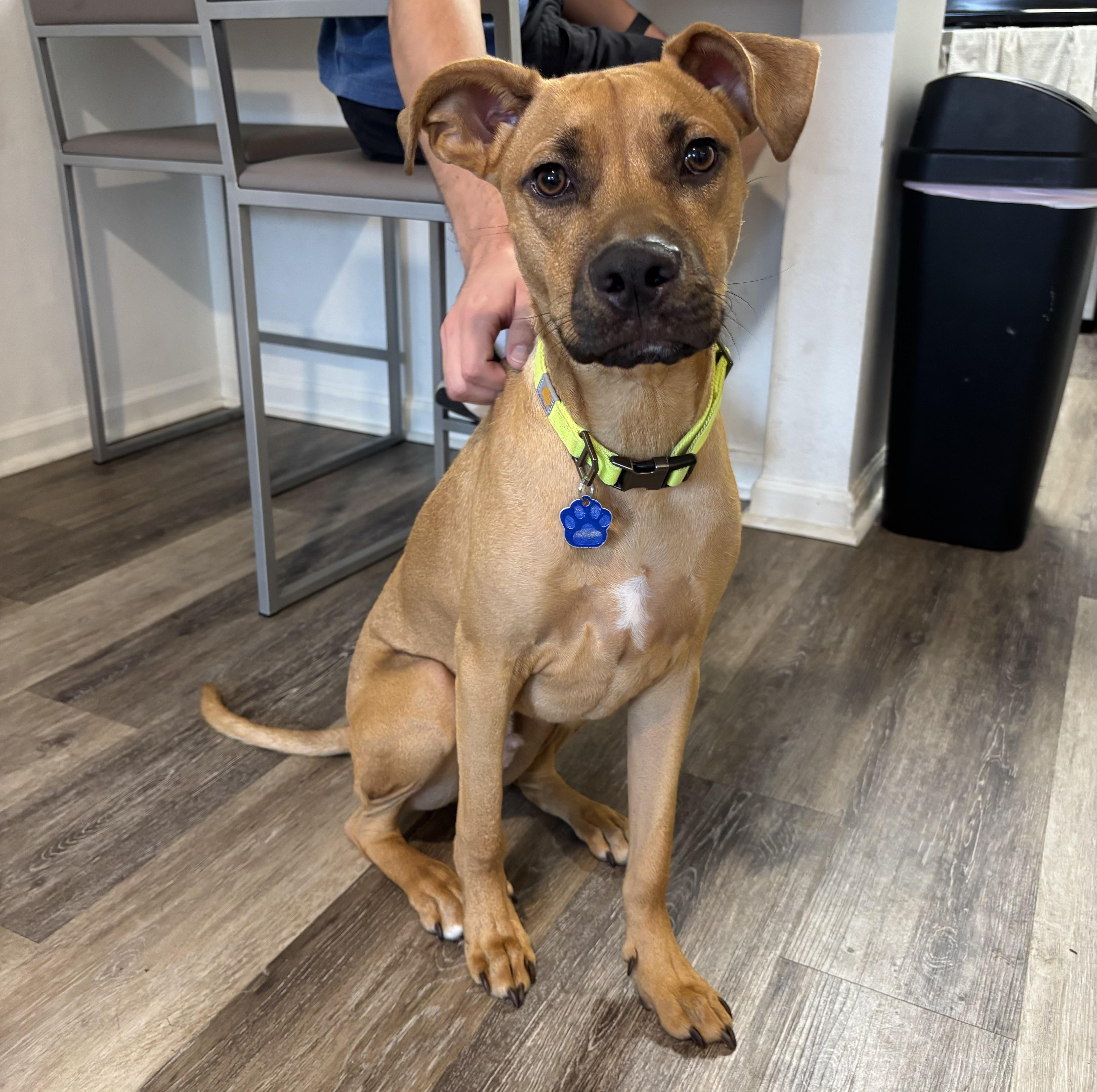 Enlarge Ranger, a Adoptable mixed breed in Lutz, FL image 5/6