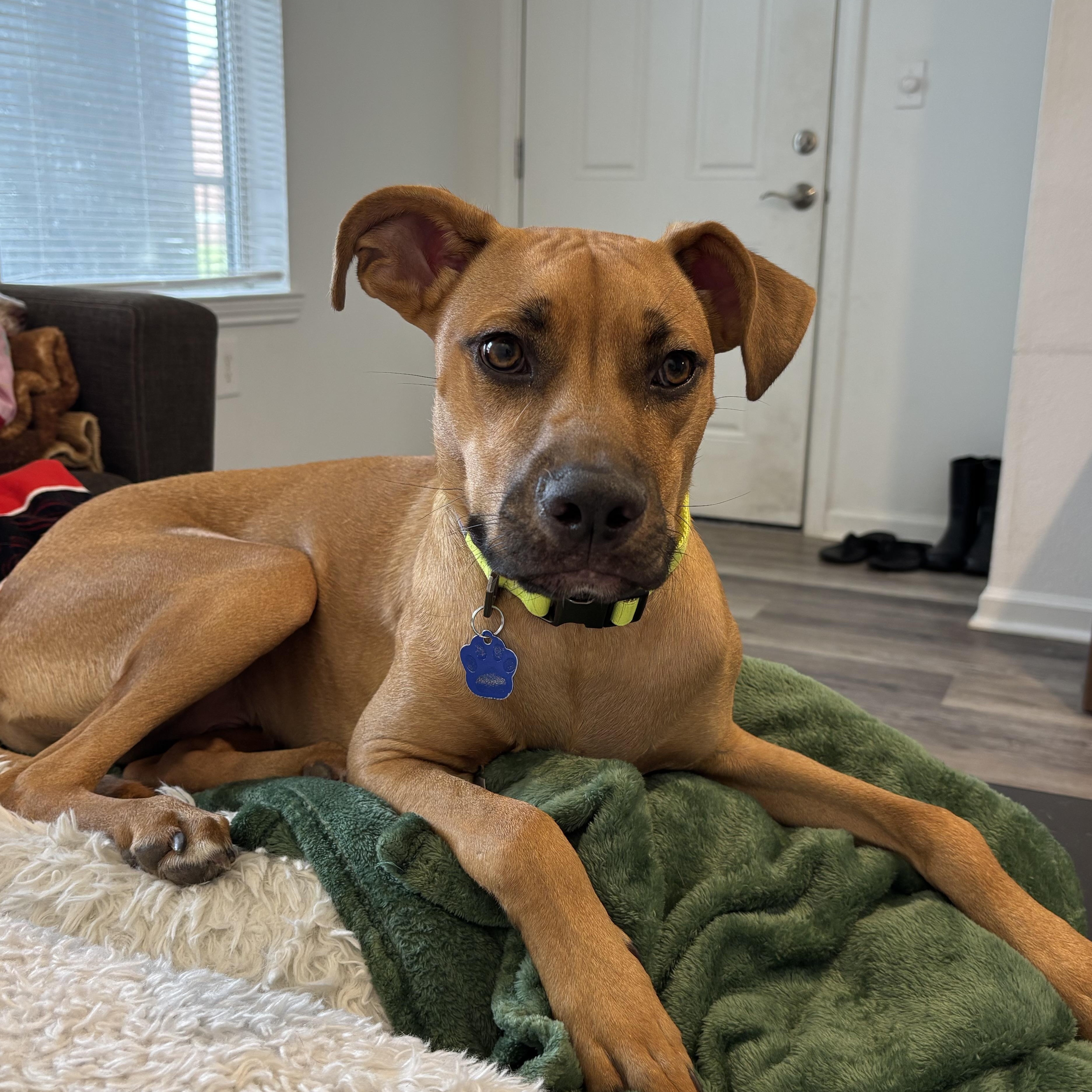 Enlarge Ranger, a Adoptable mixed breed in Lutz, FL image 2/6