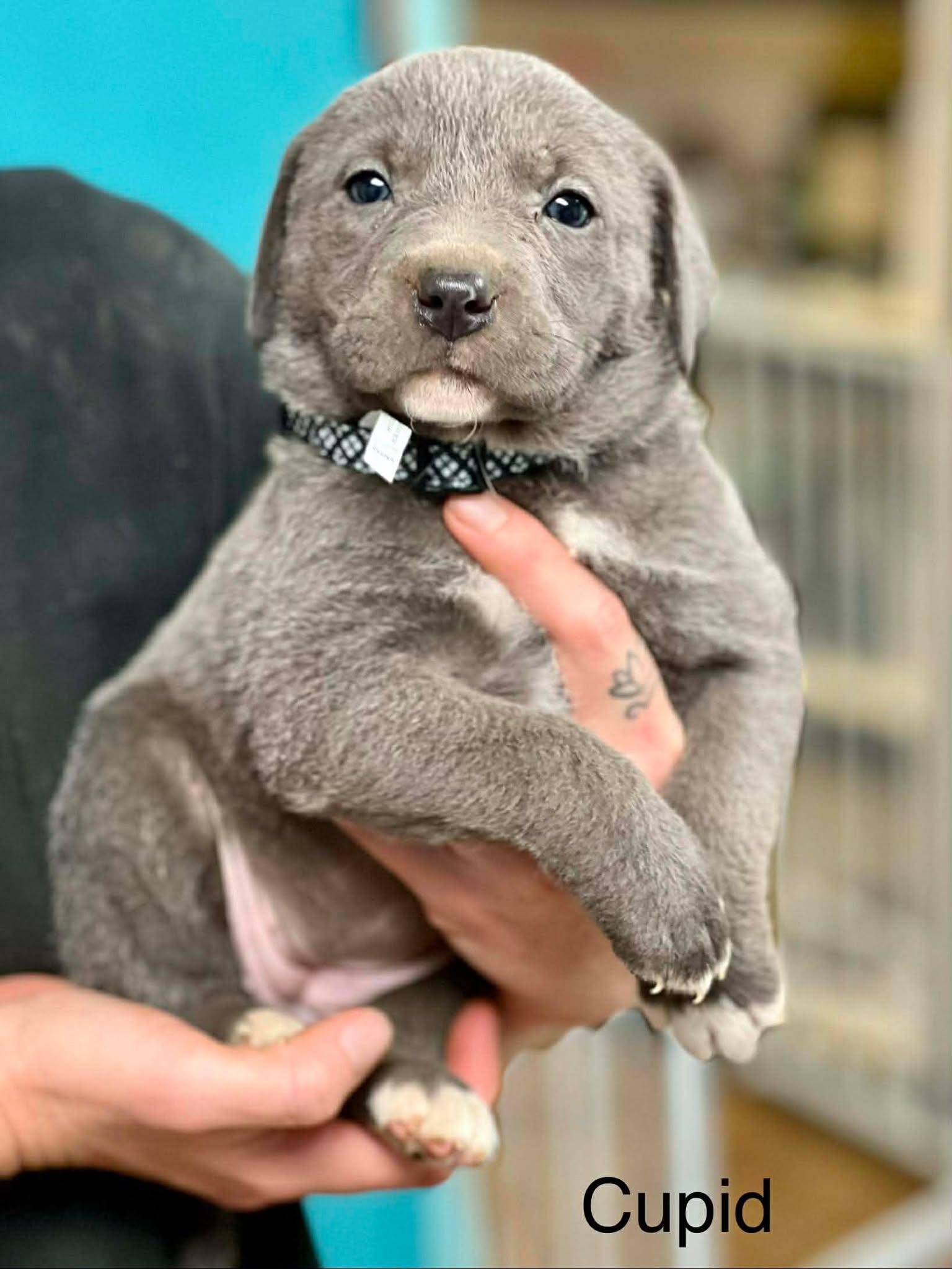 Enlarge Cupid, a ADOPTABLE mixed breed in Brunswick, ME image 1/1