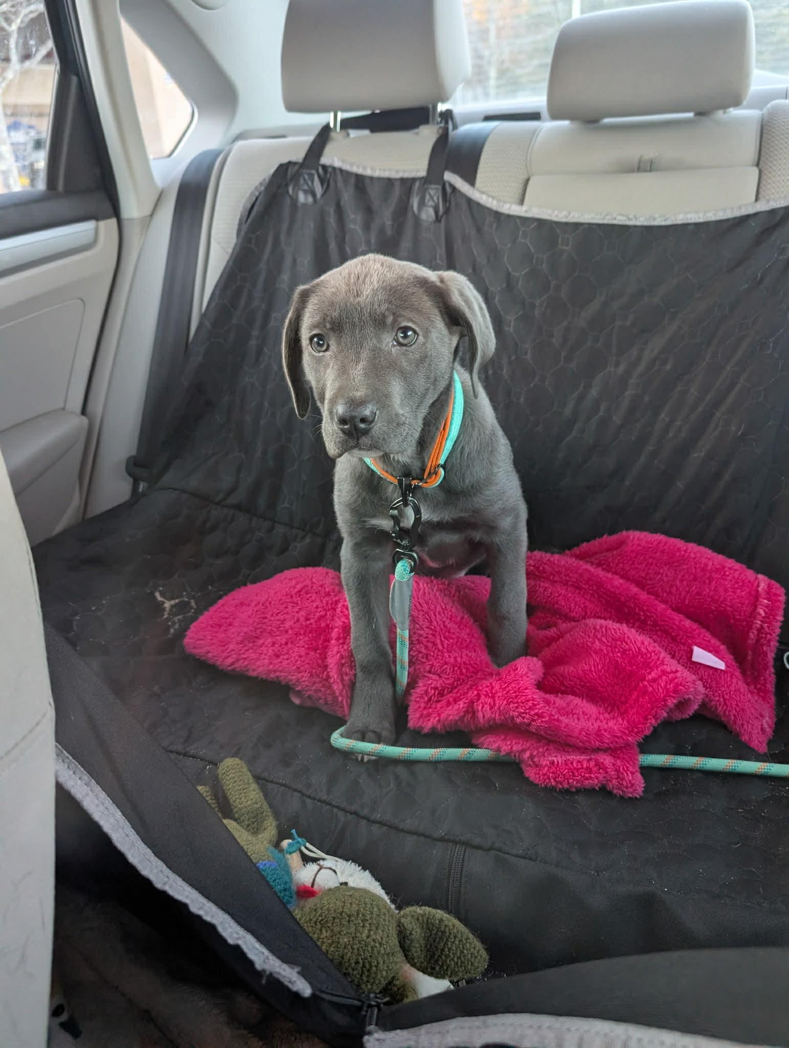 Enlarge Cupid, an adoptable mixed breed in Brunswick, ME image 3/3