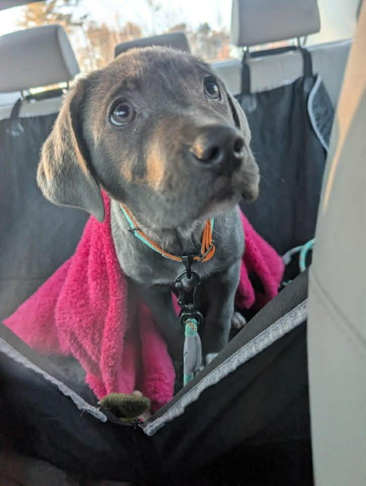 Enlarge Cupid, an adoptable mixed breed in Brunswick, ME image 2/3