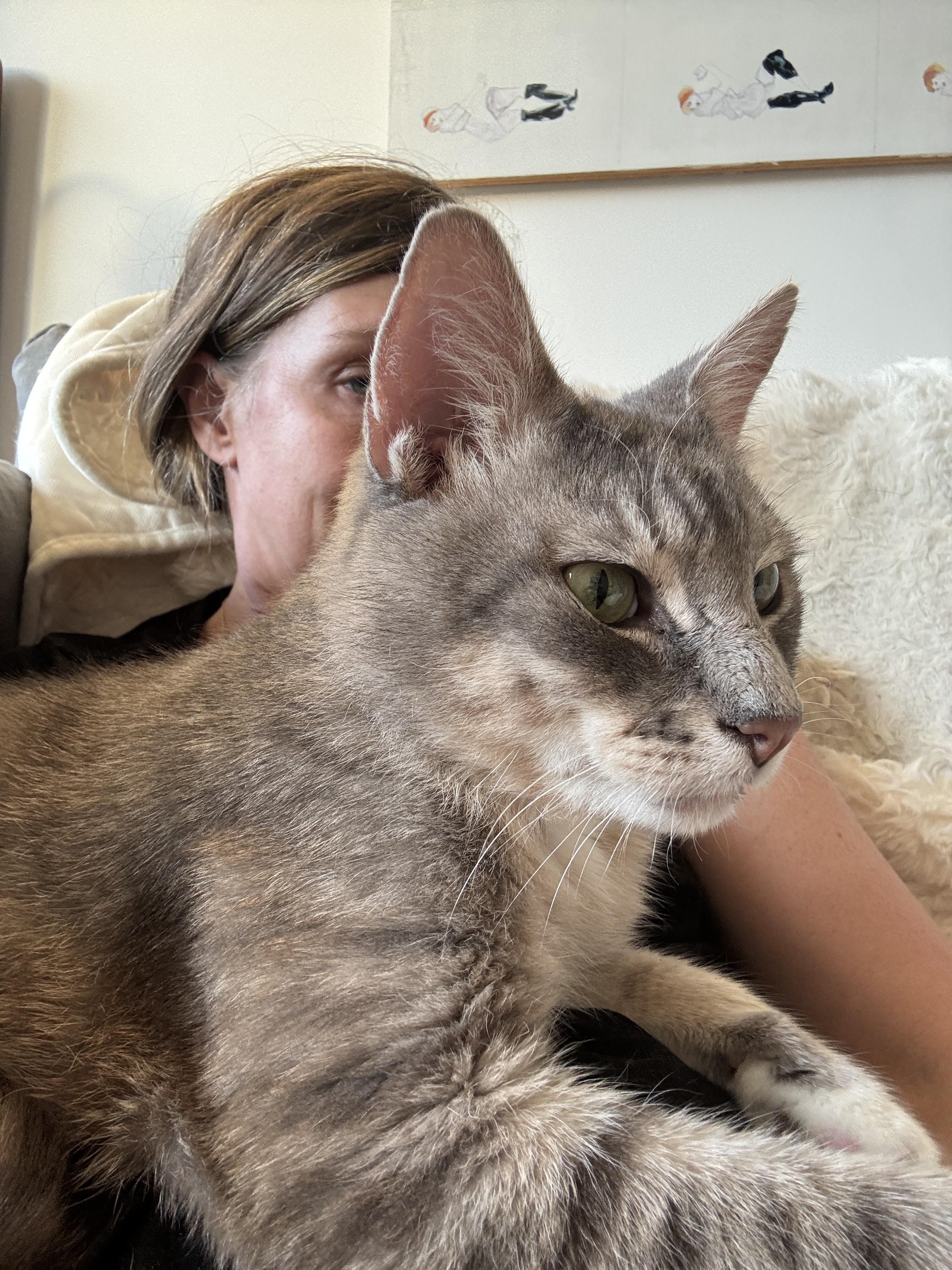 Fat Joe, a ADOPTABLE Domestic Short Hair in brooklyn, NY image 3/6