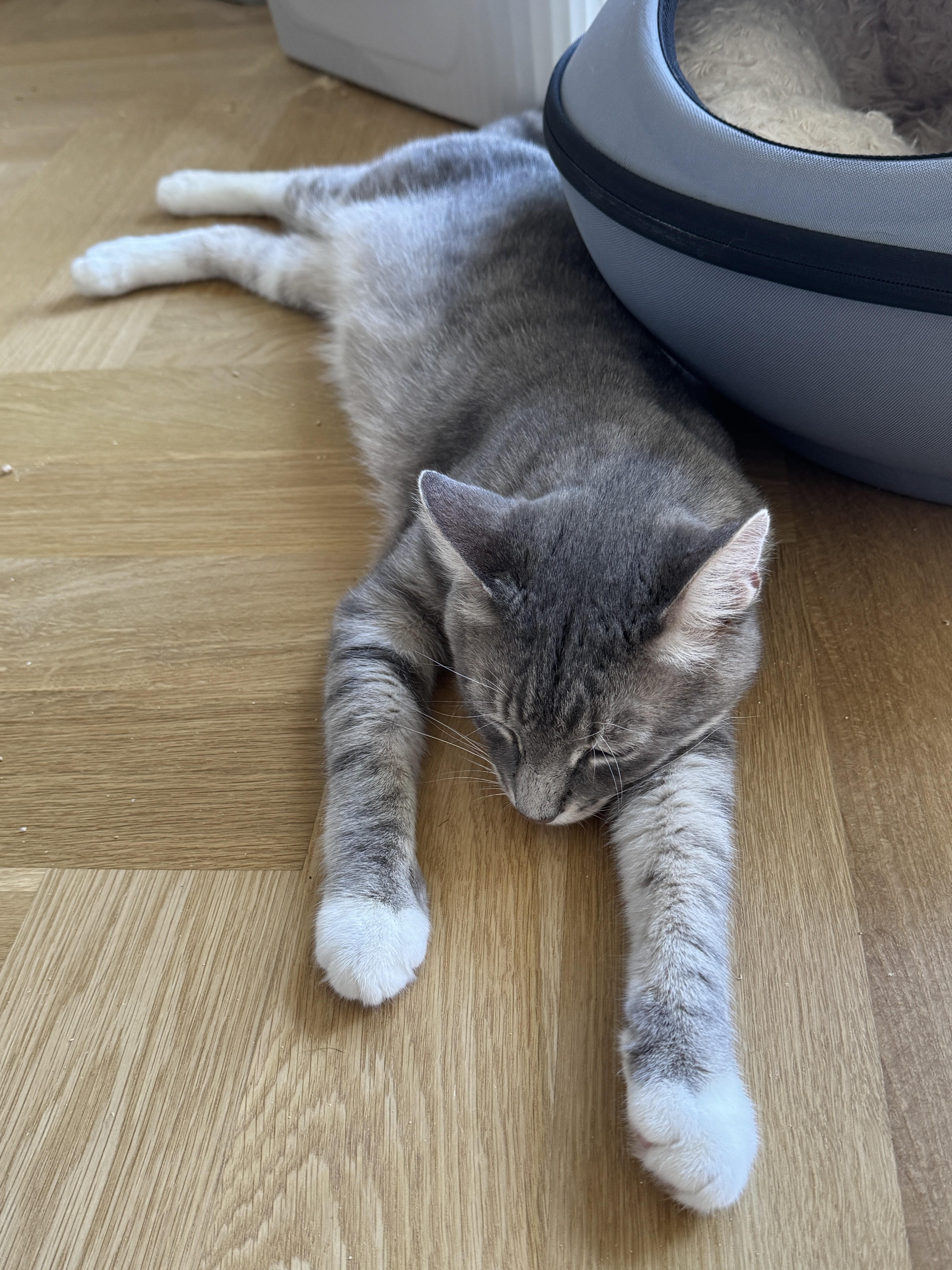 Fat Joe, a ADOPTABLE Domestic Short Hair in brooklyn, NY image 5/6