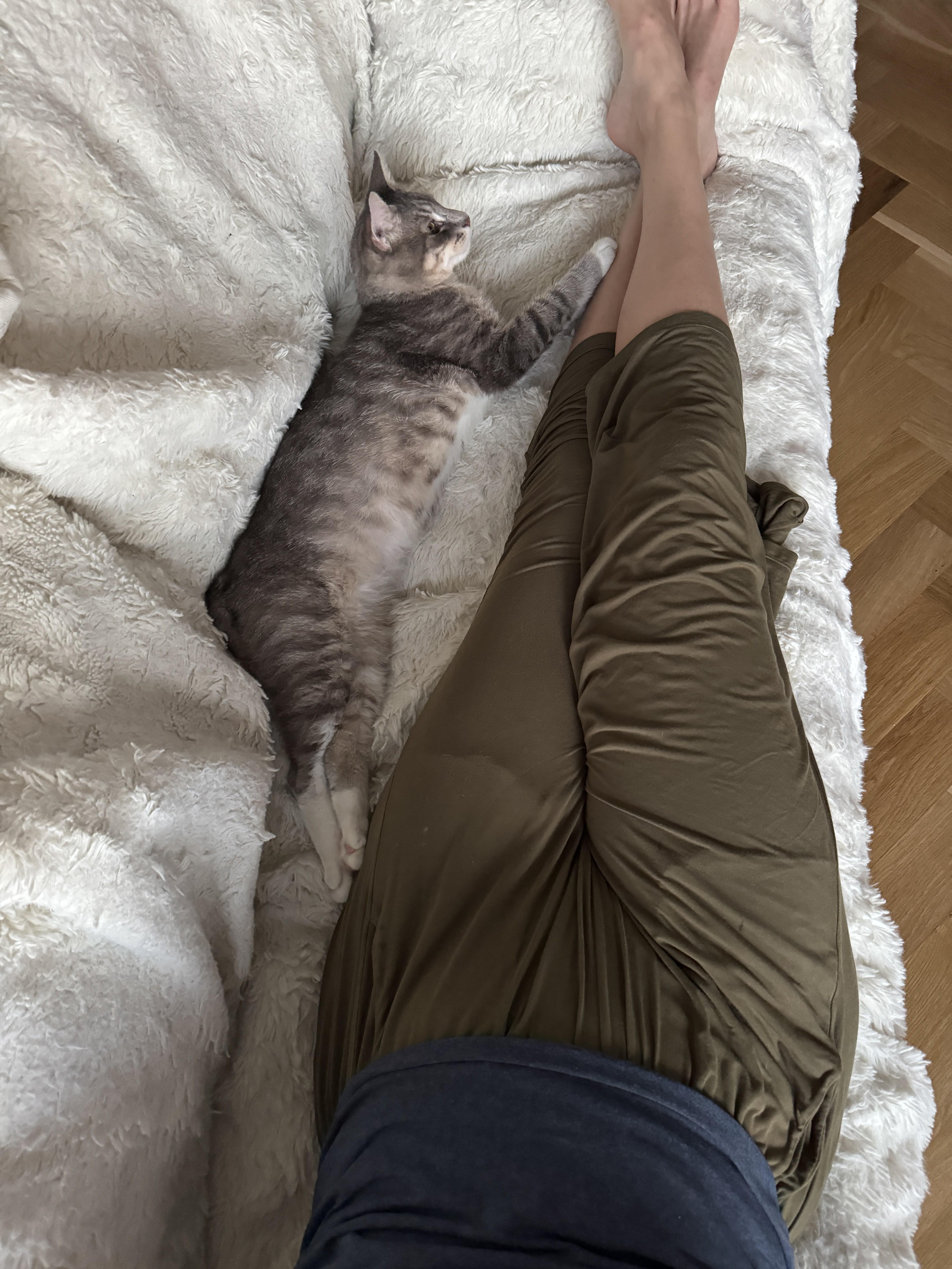 Fat Joe, a ADOPTABLE Domestic Short Hair in brooklyn, NY image 6/6
