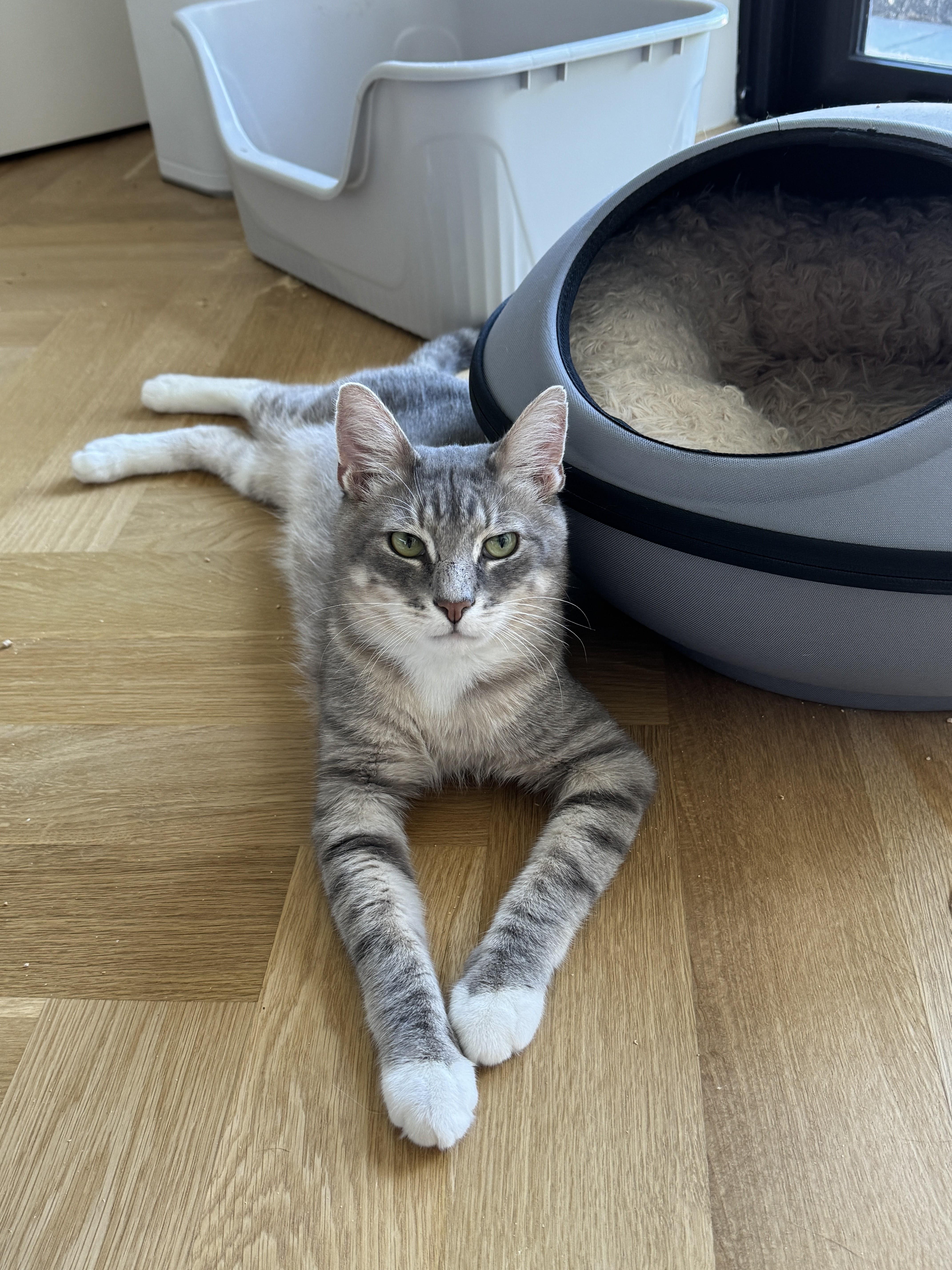 Fat Joe, a ADOPTABLE Domestic Short Hair in brooklyn, NY image 1/6