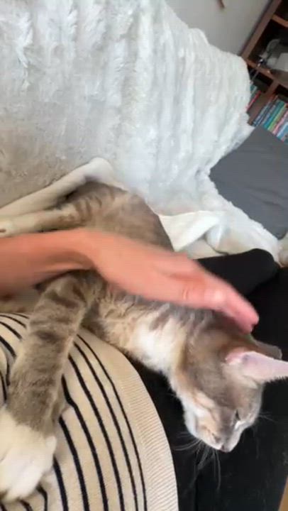 Enlarge Fat Joe, a ADOPTABLE Domestic Short Hair in brooklyn, NY video 2/6