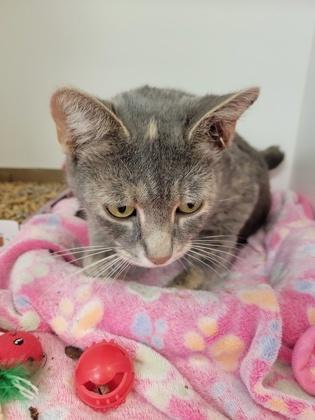 Morticia (in foster)