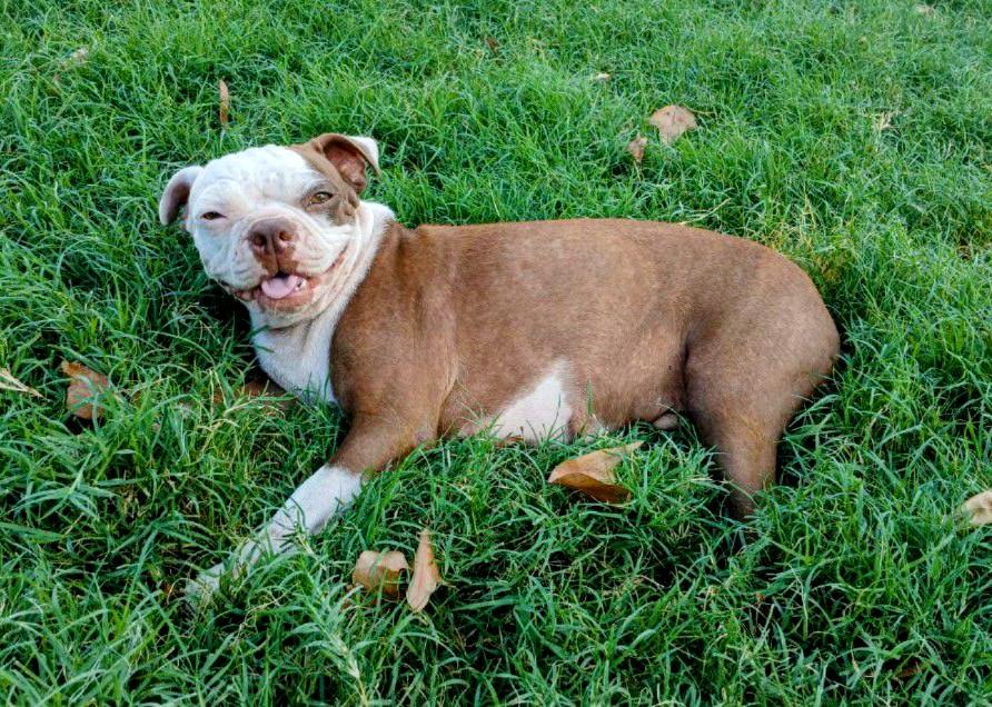 Enlarge Kewpie - Phoenix AZ, an adoptable Boston Terrier in Mayer, AZ image 1/6