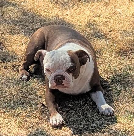 Kewpie - Phoenix AZ, adoptable, Adult Female Boston Terrier.
