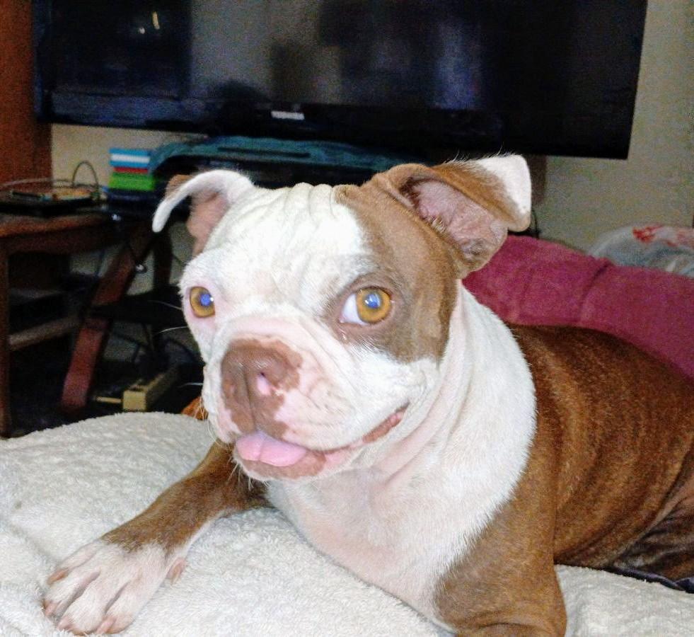 Enlarge Kewpie - Phoenix AZ, an adoptable Boston Terrier in Mayer, AZ image 3/6