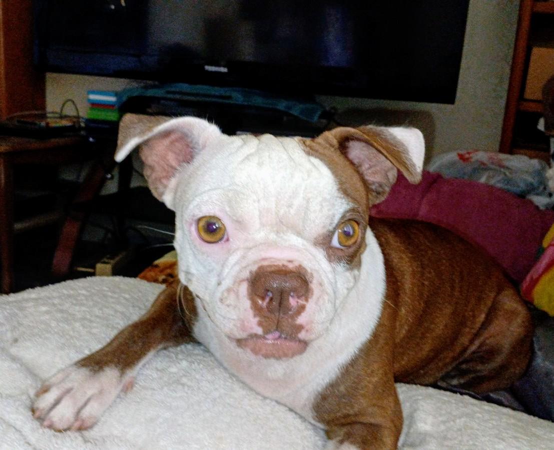 Enlarge Kewpie - Phoenix AZ, an adoptable Boston Terrier in Mayer, AZ image 4/6