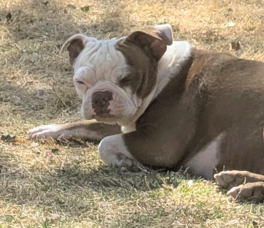 Enlarge Kewpie - Phoenix AZ, an adoptable Boston Terrier in Mayer, AZ image 5/6