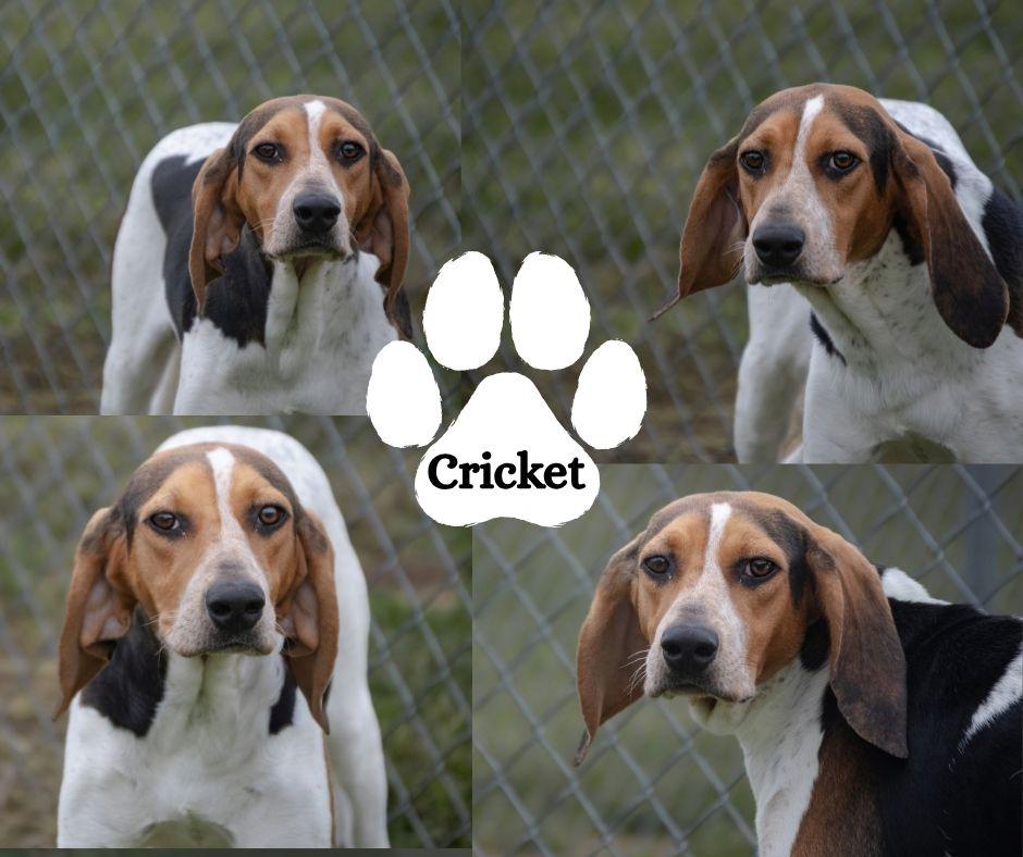 Cricket, Adoptable, Young Female Treeing Walker Coonhound.