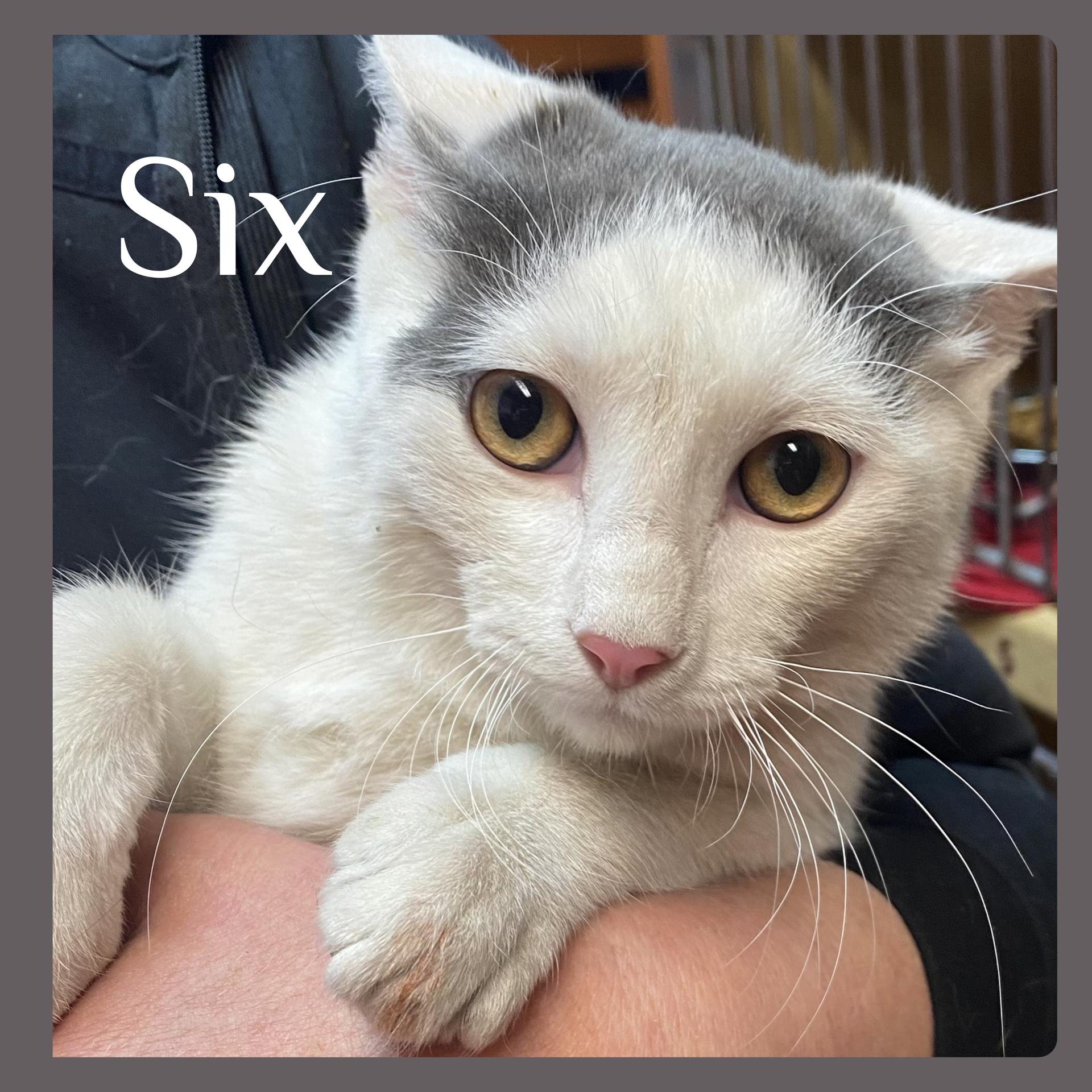 Enlarge SIX, an adopted Tabby in Lawton, OK image 1/1