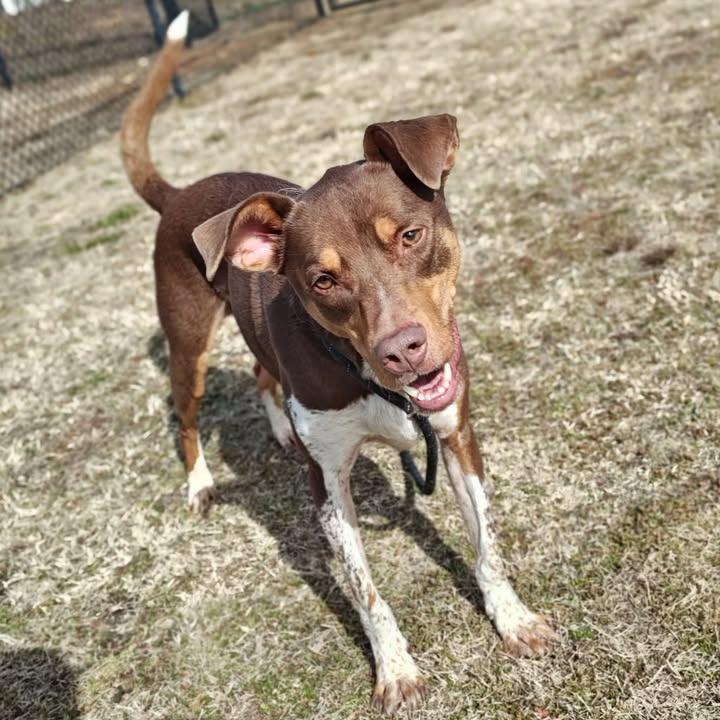 Red, a Adoptable Pit Bull Terrier in Springdale, AR image 1/6