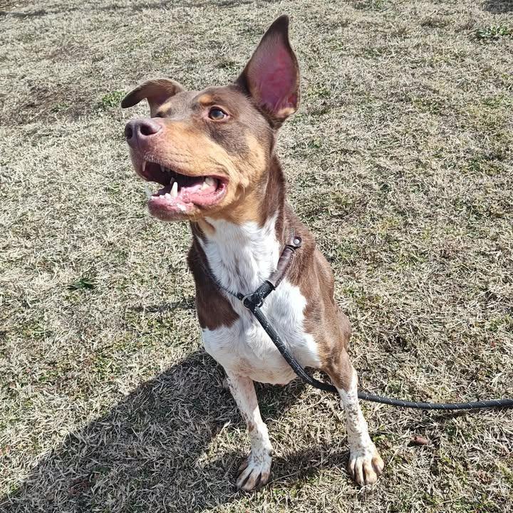 Red, a Adoptable Pit Bull Terrier in Springdale, AR image 4/6