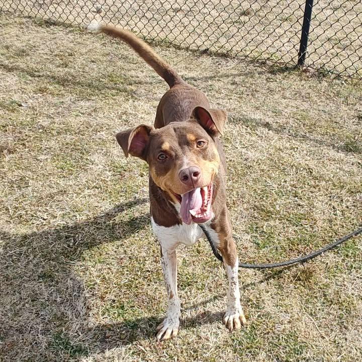Red, a Adoptable Pit Bull Terrier in Springdale, AR image 5/6