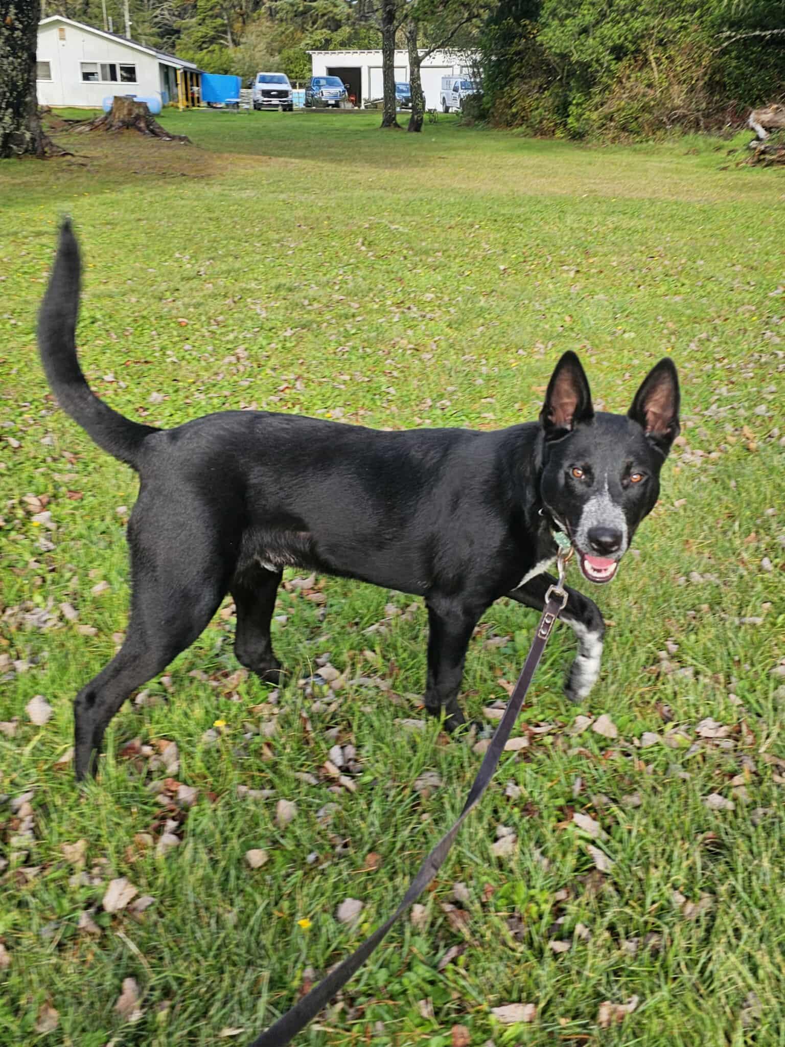 Ranger, a Adoptable mixed breed in Crescent city, CA image 1/6
