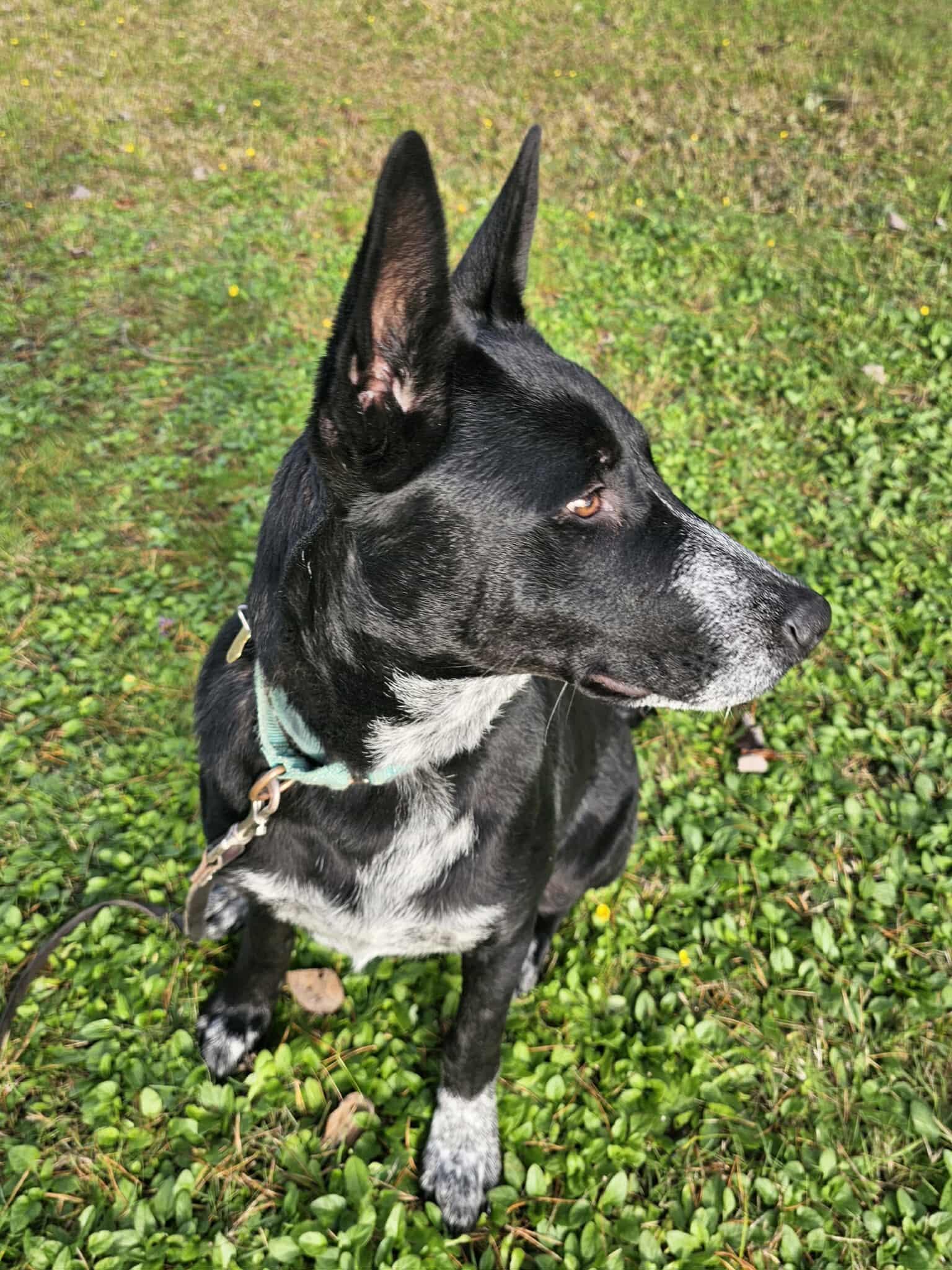 Ranger, a Adoptable mixed breed in Crescent city, CA image 3/6