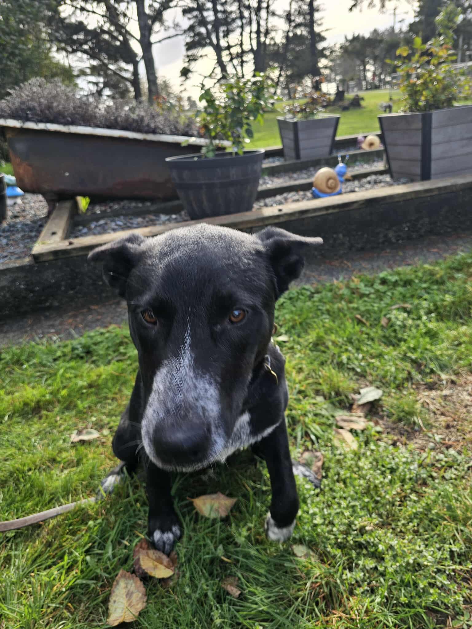 Ranger, a Adoptable mixed breed in Crescent city, CA image 4/6