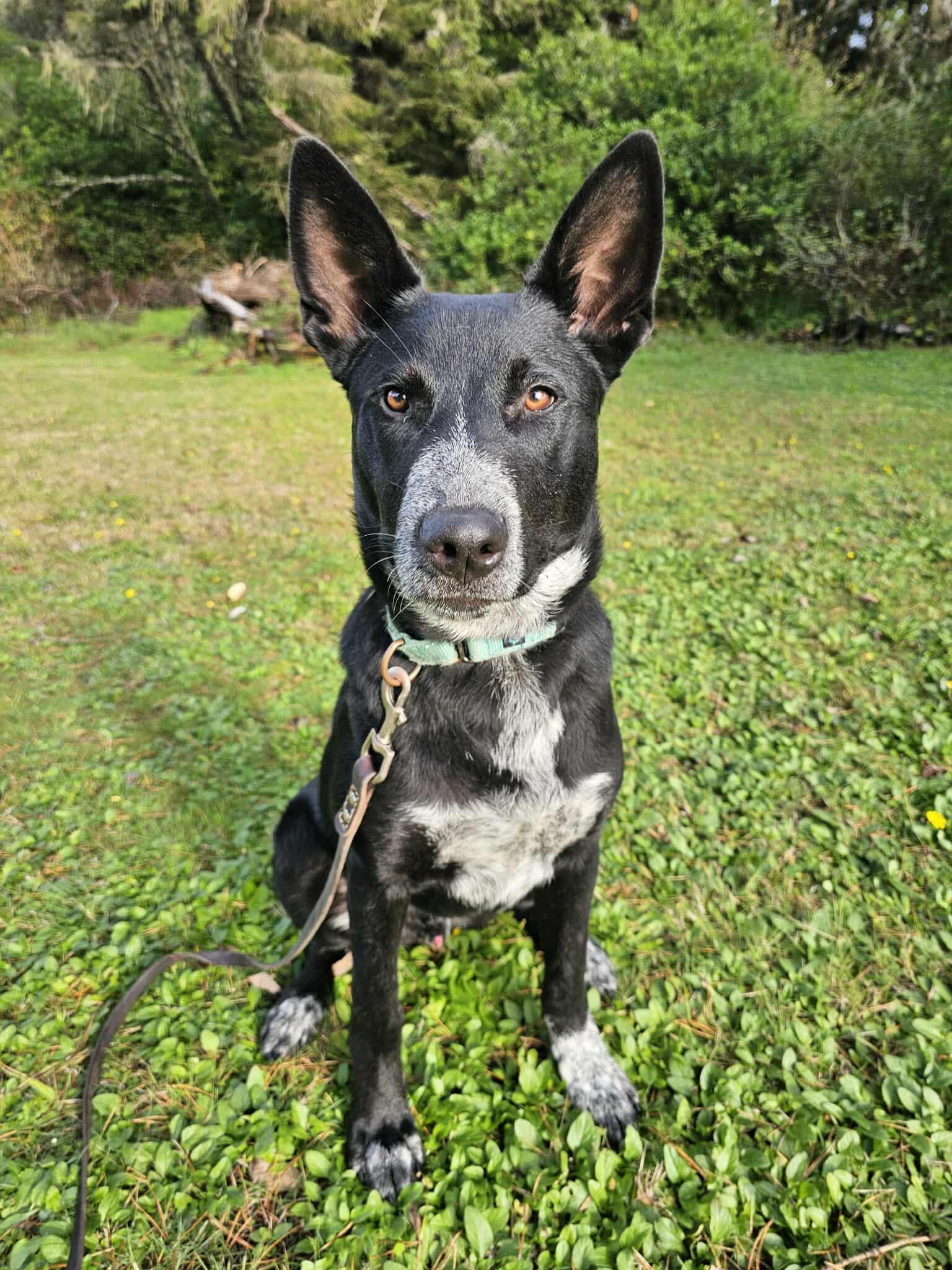 Ranger, a Adoptable mixed breed in Crescent city, CA image 5/6