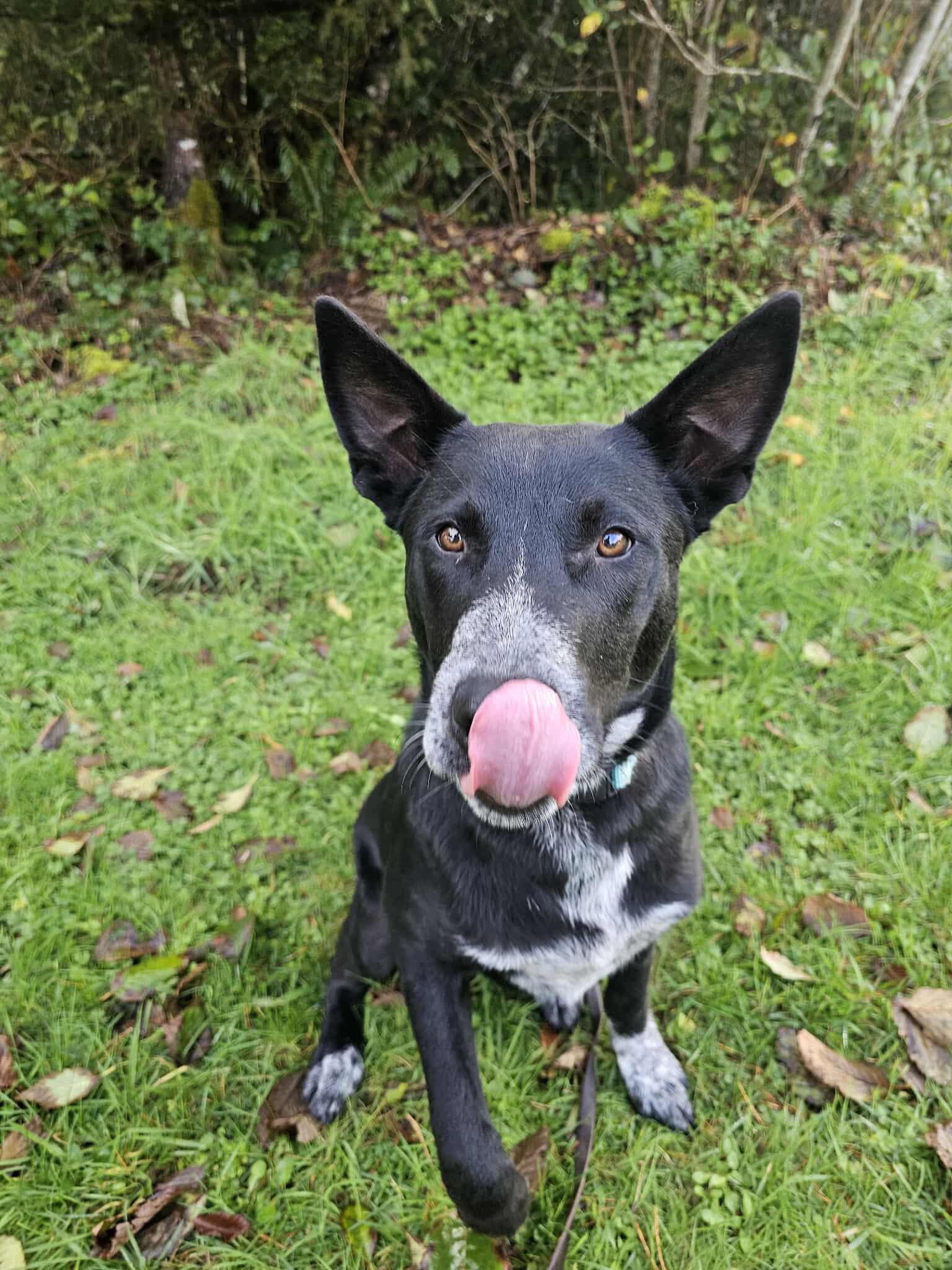 Ranger, a Adoptable mixed breed in Crescent city, CA image 6/6