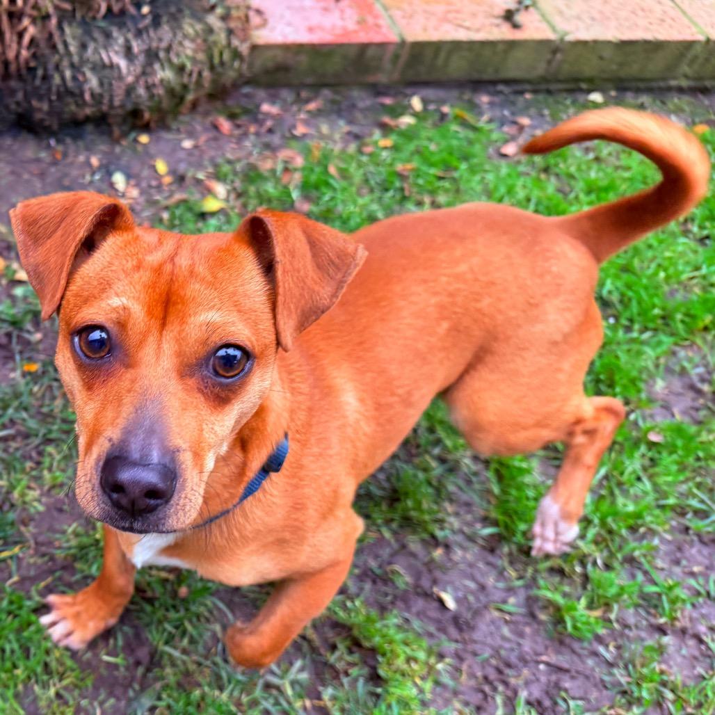 Enlarge Earl, a Adoptable mixed breed in San Diego, CA image 1/6