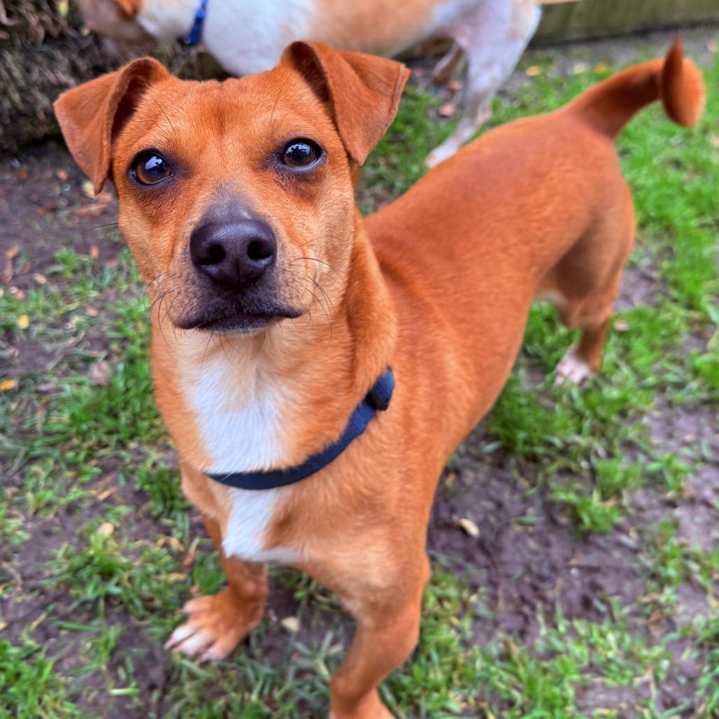 Enlarge Earl, a Adoptable mixed breed in San Diego, CA image 2/6