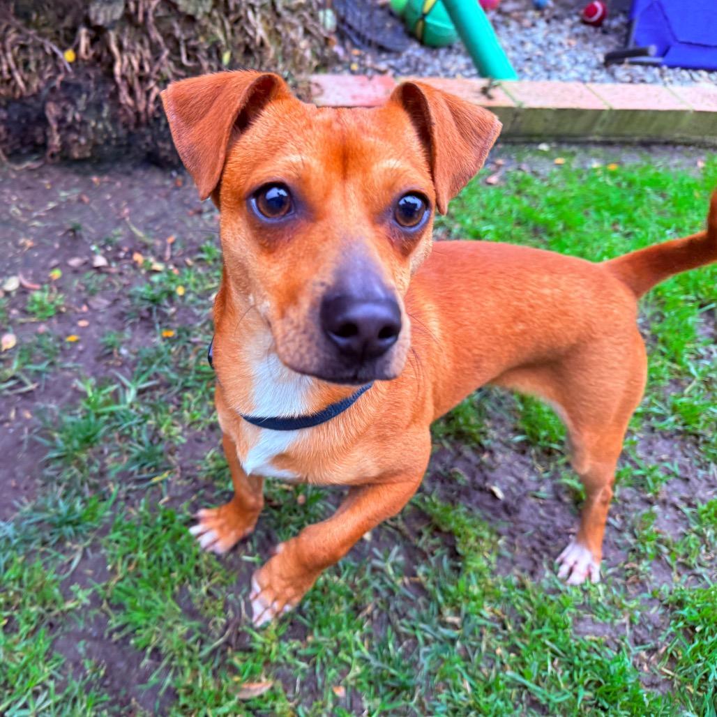 Enlarge Earl, a Adoptable mixed breed in San Diego, CA image 3/6