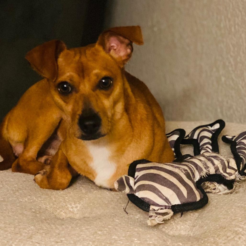 Earl, Adoptable, Young Male Chihuahua & Terrier.