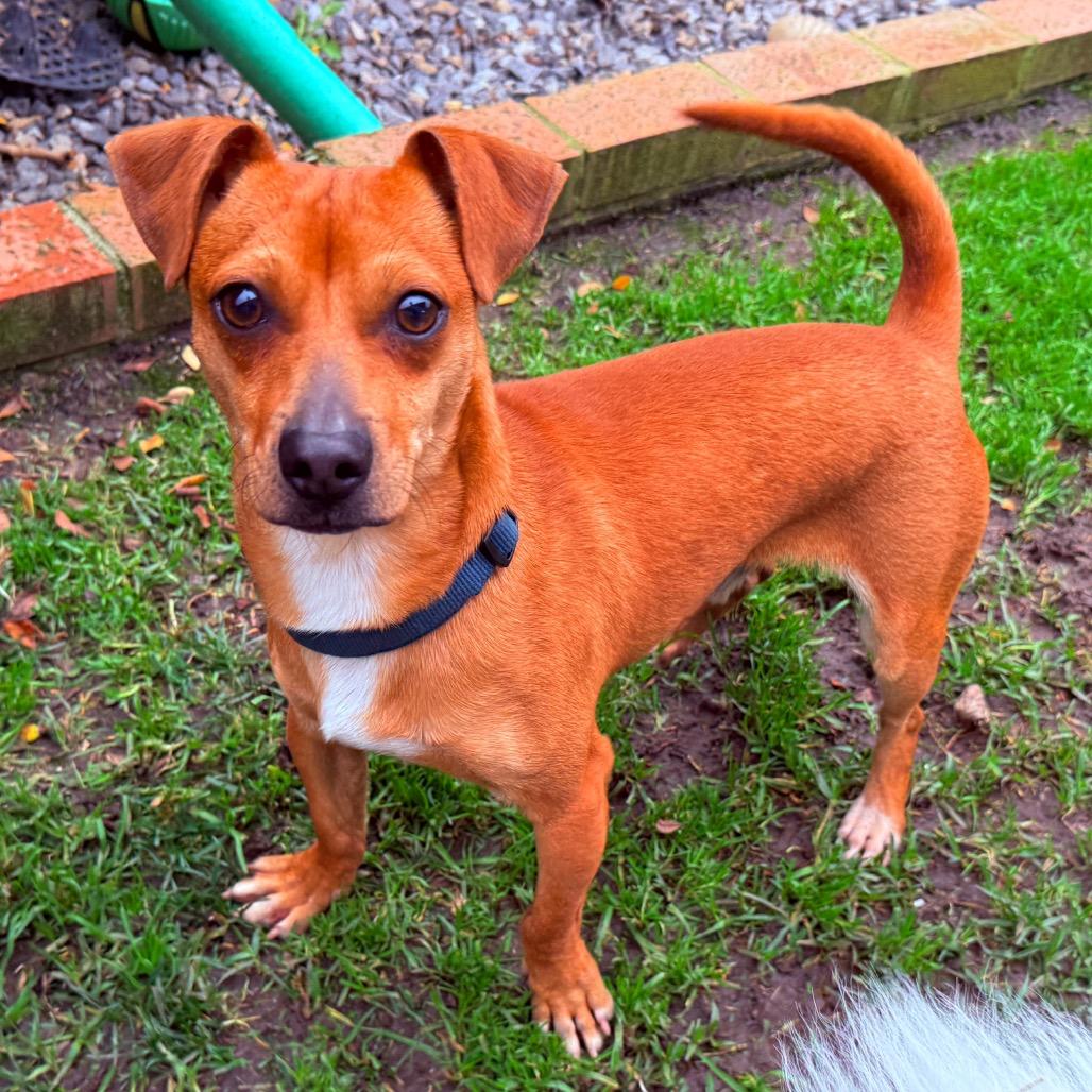 Enlarge Earl, a Adoptable mixed breed in San Diego, CA image 4/6