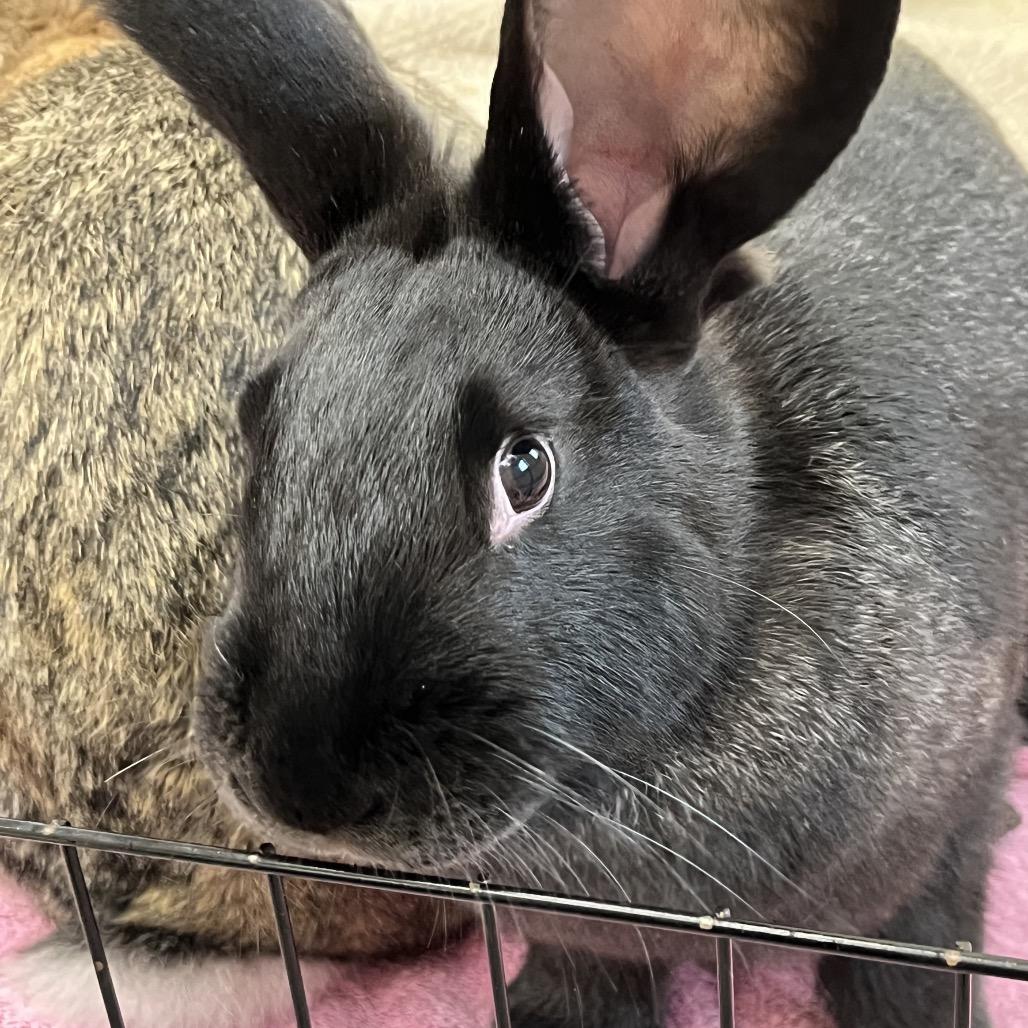 Mounds, Adoptable, Young Female American.