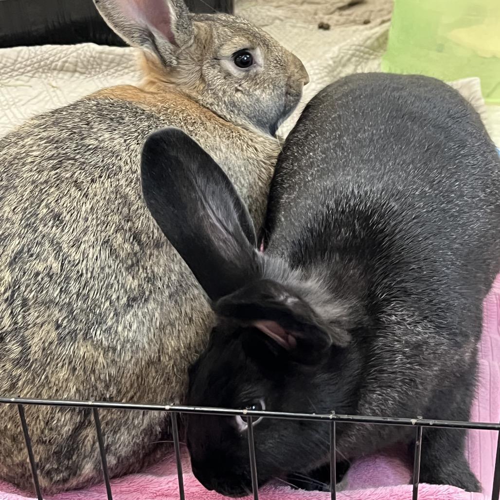 Enlarge Mounds, a Adoptable American in Bedford, NH image 2/6