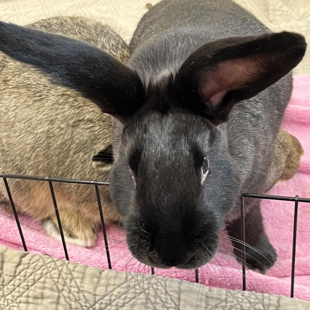Enlarge Mounds, a Adoptable American in Bedford, NH image 3/6