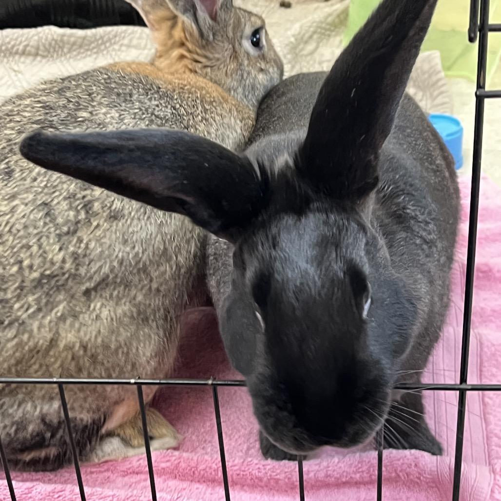 Enlarge Mounds, a Adoptable American in Bedford, NH image 4/6